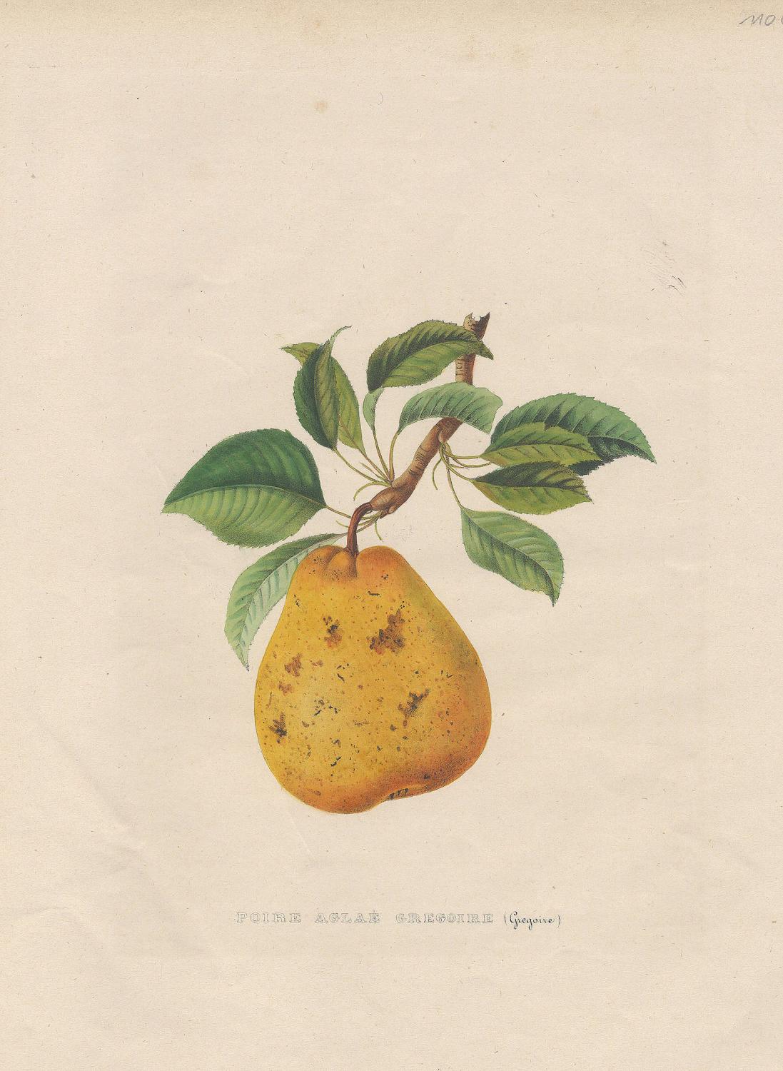 Poire Aglae Gregoire Gregoire By Obst Birnen Art Nbsp Nbsp Print Nbsp Nbsp Poster Antiquariat Nikolaus Struck