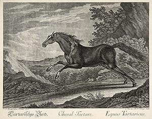 Abbildungen von Pferden. "Tartarisches Pferd. Cheval Tartare. Equus Tartaricus".