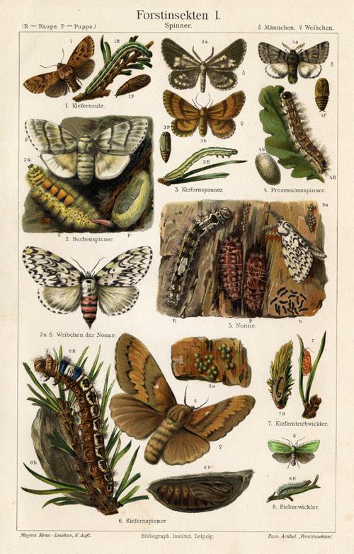 Antique Prints-FOREST INSECTS-CATERPILLAR-Meyers-1900