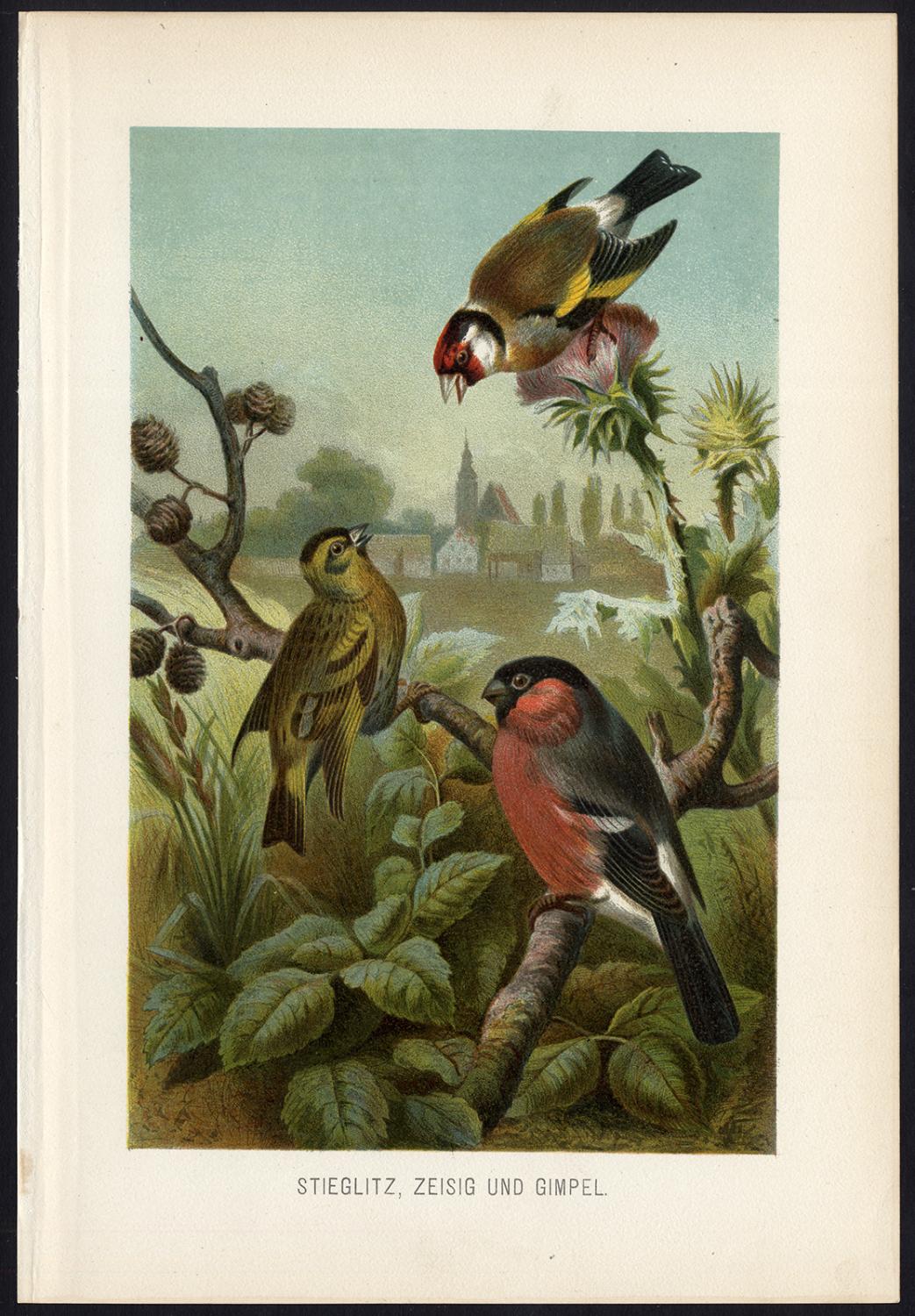 Antique Print-GOLDFINCH-BULLFINCH-FINCH-Brehm-1890