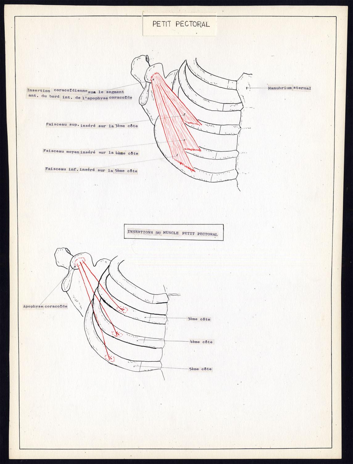 2 Original Anatomical Drawings Pectoralis Muscle Chest Major Minor 1975