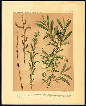 können sie haben anal sex ohne kondom weeping pussy willow können sie haben anal sex ohne kondom weeping pussy willow