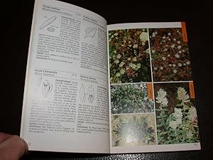 Guide de la flore méditerranéenne. Caractéristiques, habitat, distribution et particularités de 5...