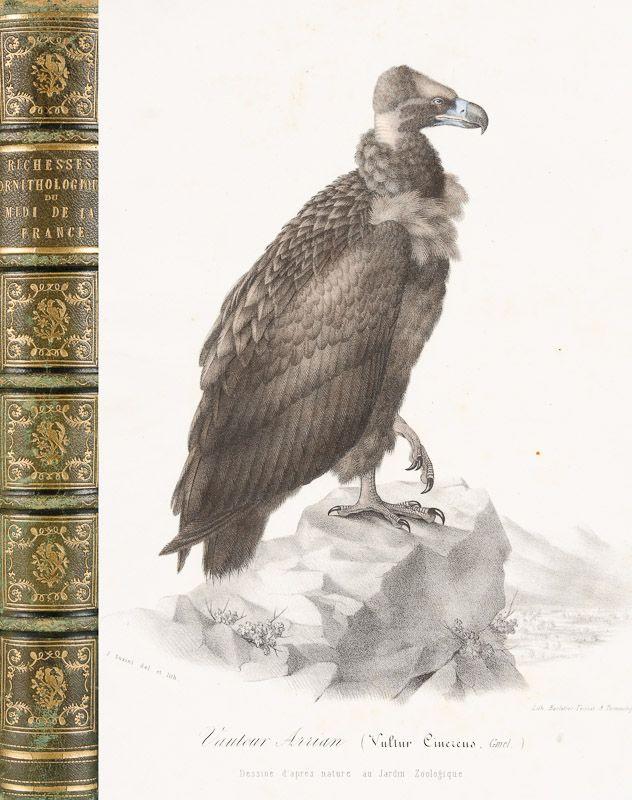 de Midi la viaLibri ~ Richesses du France ornithologiques trChQBosxd