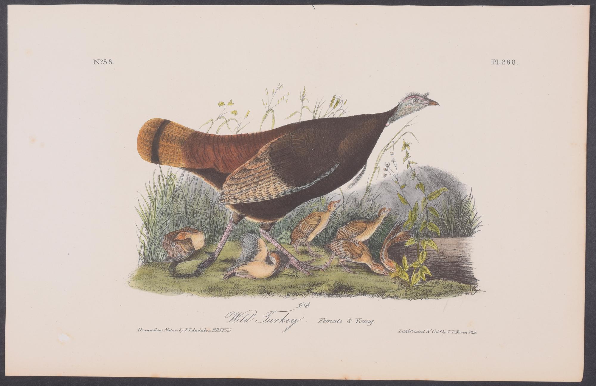 No 1 Wild Turkey John James Audubon Double Elephant Folio Fine Art Print Giclee