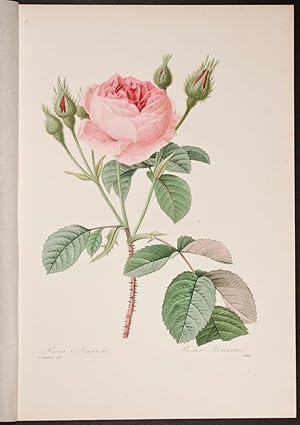 Shop Flower Collections: Art & Collectibles | AbeBooks: Trillium ...