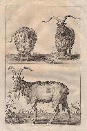 Schaf Ziege Bergziege Steinbock - goat sheep ibex