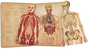 WHITTAKER'S ANATOMICAL MODEL. A PICTORIAL REPRESENTATION OF THE HUMAN FRAME AND ITS ORGANS. WITH ...