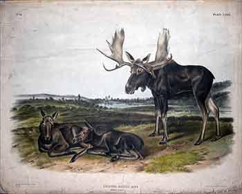 AUDUBON MAMMAL COLOR Art Lithograph 1989 Vintage /"TEXAN LYNX/" CLEANING HERSELF