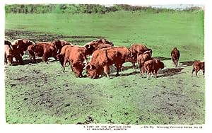 Buffalo Herd at Wainwright