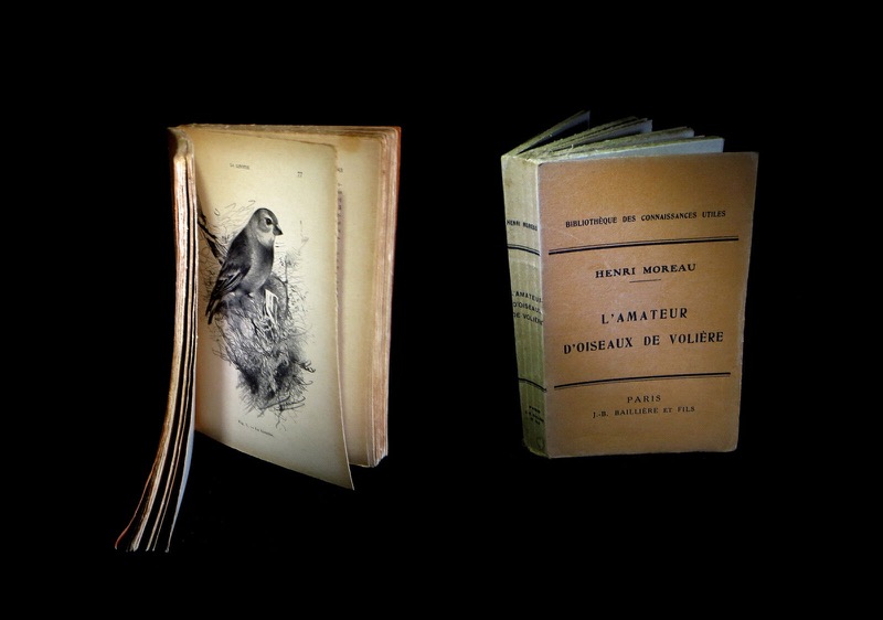 L'Amateur d'oiseaux de volière - Espèces indigènes et exotiques - Caractères - Moeurs et habitudes - Manière de les faire se reproduire en cage et en