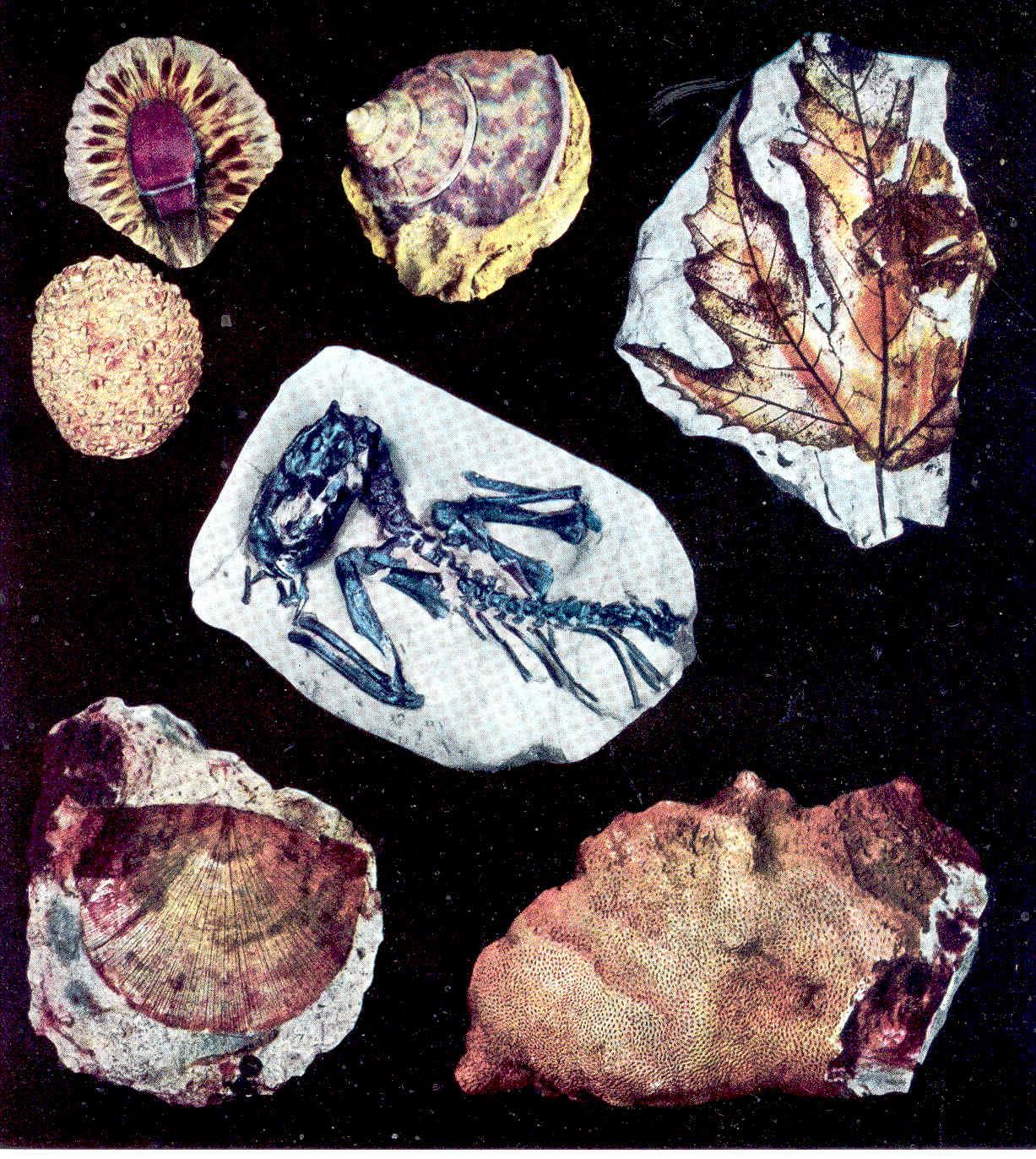 The fossil book a record of prehistoric life [Tales told by the dead