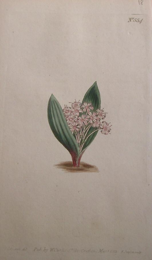 ORIGINAL HAND-COLOURED COPPER ENGRAVING - Massonia ensifolia (Trumpet-Flowered massonia) FROM CURTIS'S BOTANICAL MAGAZINE - Plate No. 554, dated 1802
