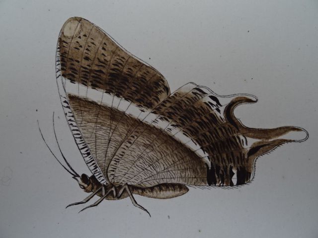 und Schmetterling K/äfig Schmetterling Habitat f/ür Kinder//Kleinkind fangen Grillen//Leuchtk/äfer Macium Schmetterlinge Z/üchten Pop-Up Insekten 40 x 40 x 60cm