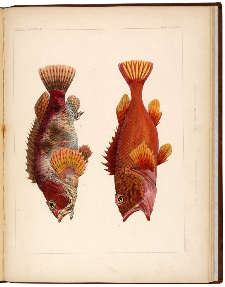 Notes on some figures of Japanese Fish taken from recent