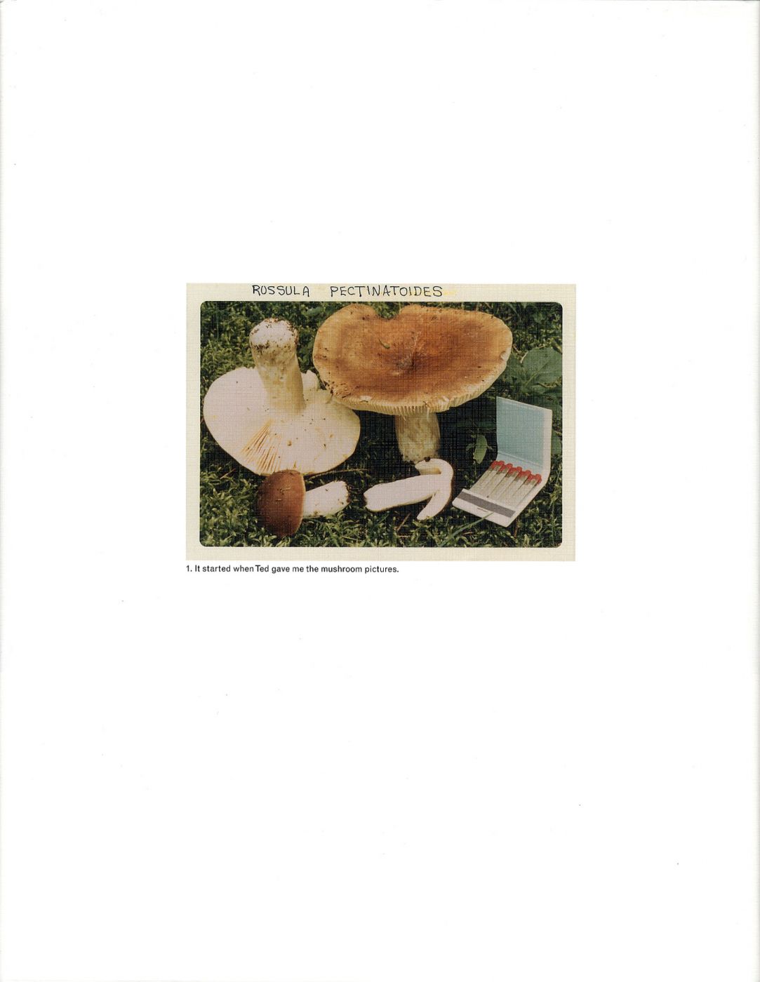 Jason Fulford: The Mushroom Collector, Limited Edition (with Print, Jason Fulford: The Mushroom Collector, Limited Edition (with Print,