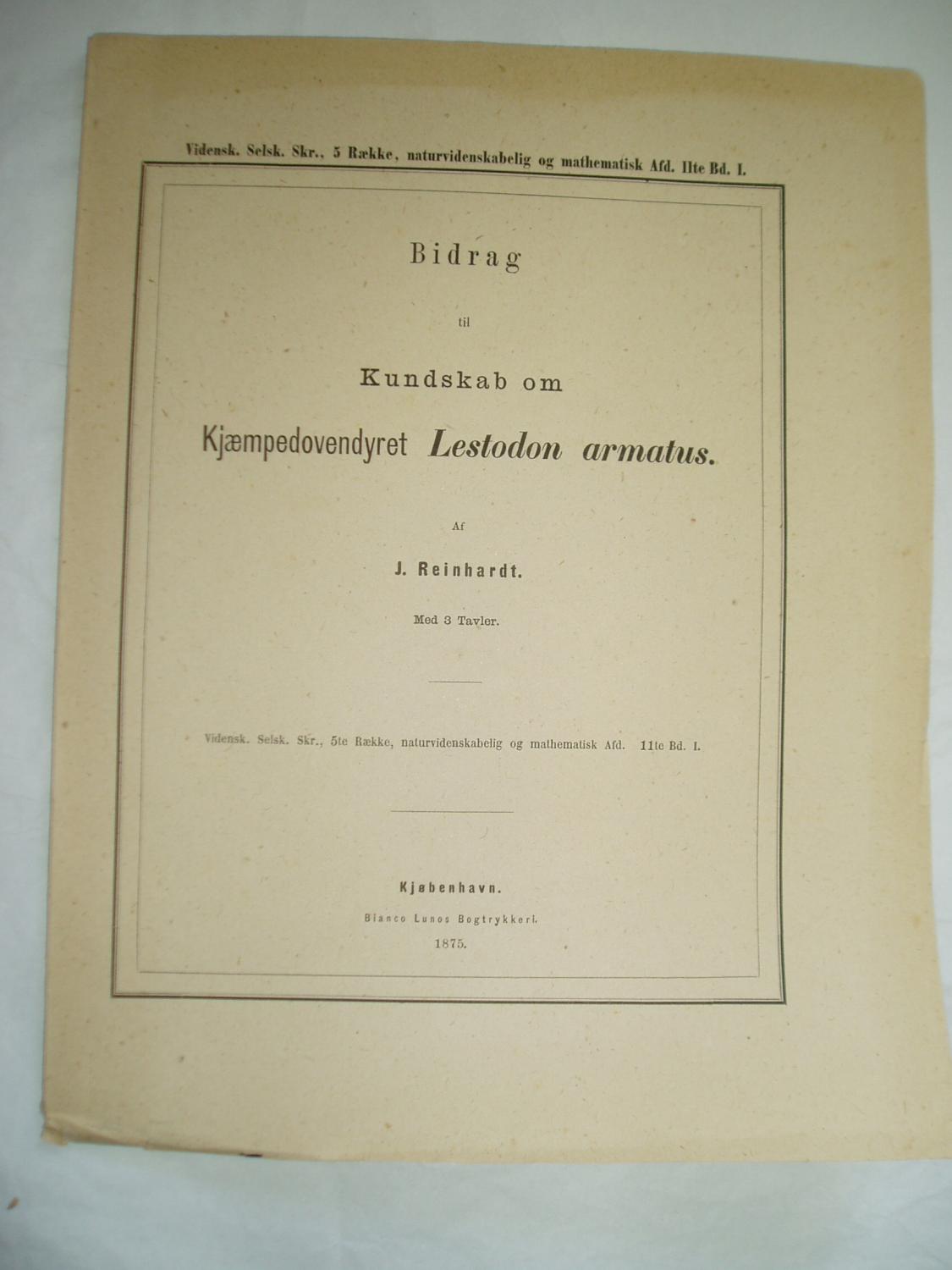 Prædike vask Kontrakt Bidrag til kundskab om kjaempedovendyret Lestodon armatus by Reinhardt, J.  (Johannes) [1816-1882]: orig. wrappers (1875) | Expatriate Bookshop of  Denmark