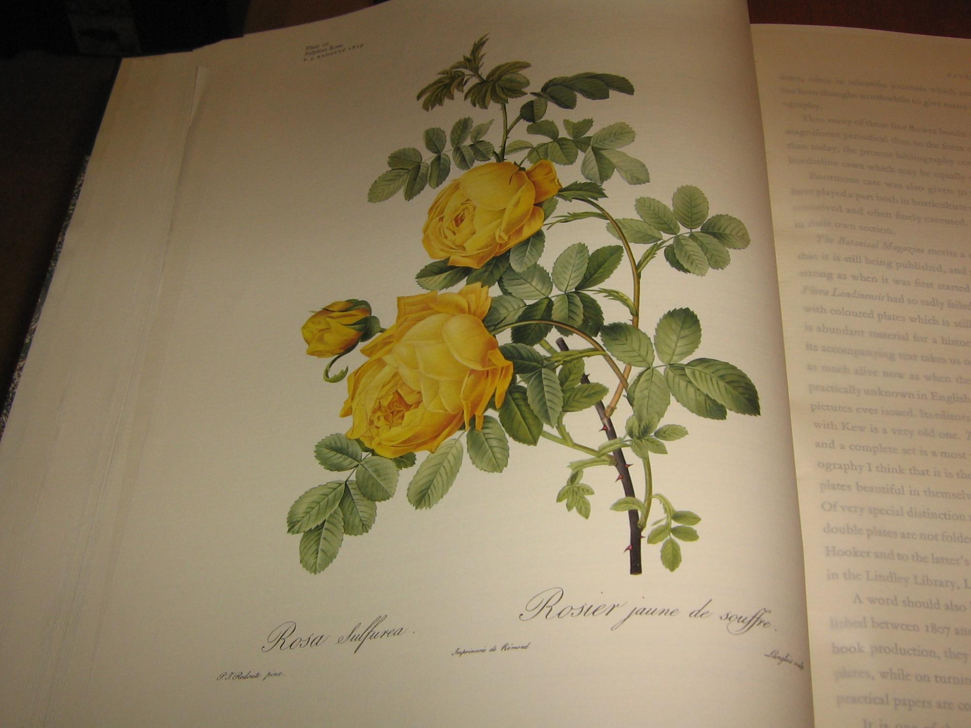 GREAT FLOWER BOOKS 17001900 by SITWELL SACHEVERELL AND BLUNT WILFRED (1956) Signed by Author(s
