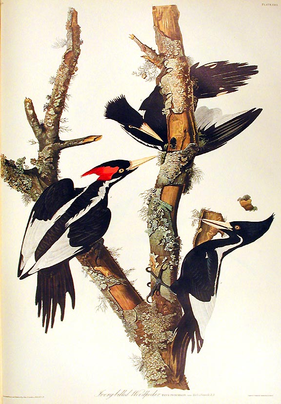 Ivory Billed Woodpecker From The Birds Of America Amsterdam Edition By Audubon John James