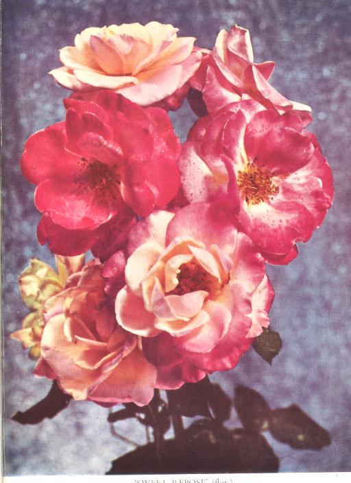 The Rose Annual 1956. [Roses At Buckingham Palace & Harewood House; Roses At Eayfordeury