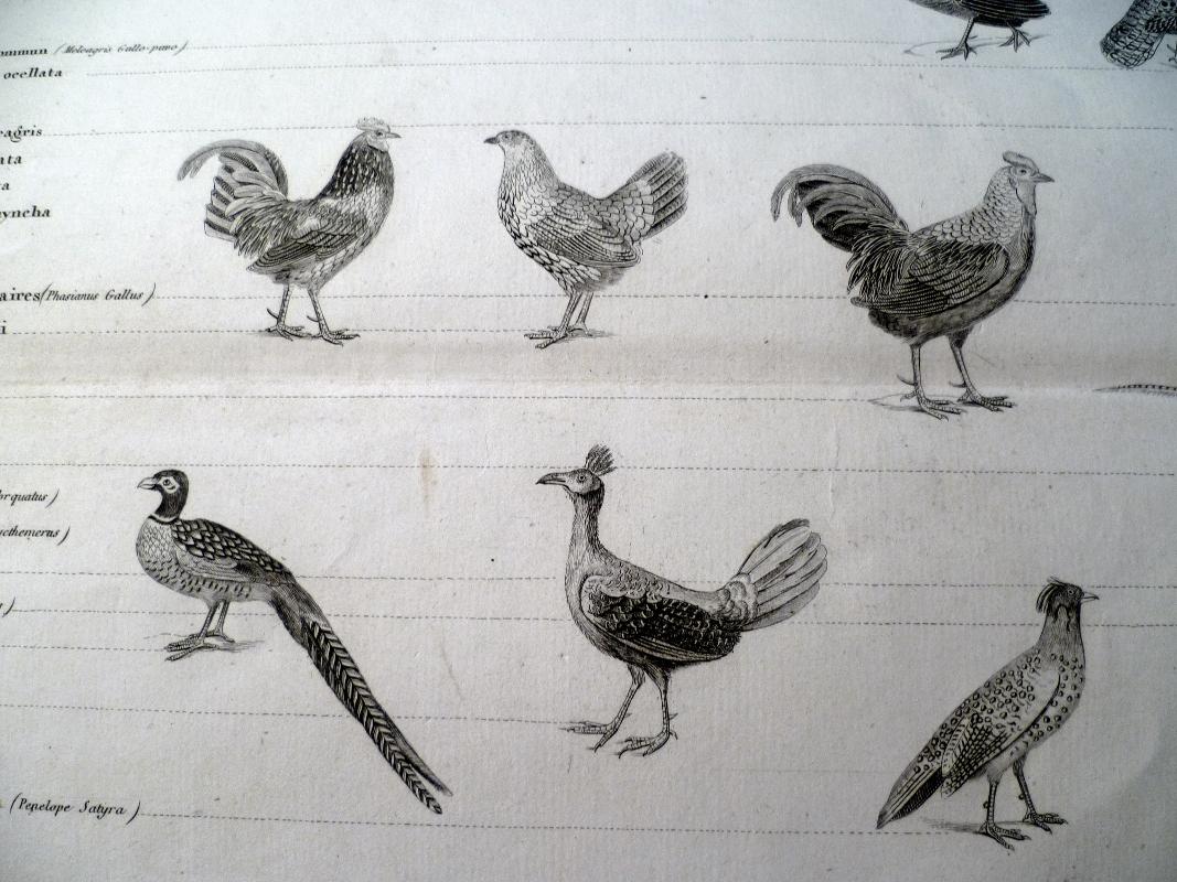 Les oiseaux gallinacés, planche issue du règne animal de Cuvier ...