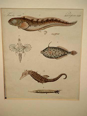 Wunderbare Fische Einhorn Fisch Messer Fisch See Drache See Pferdchen Aalmutter Altkolorierter Kupferstich Aus Dem Bilderbuch Fur Kinder Um 1800 Mit Dem Beiliegenden Textblatt Von Bertuch Friedrich J Kunst Nbsp Nbsp Grafik Nbsp