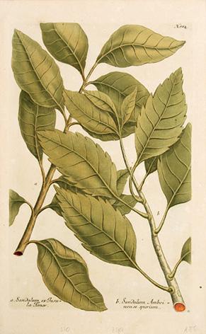 Sandalum ex Insula Fimar. Plate 884. WEINMANN, Johann Wilhelm. EHRET, George. [ ]
