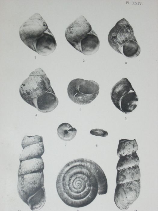 Etudes sur les mollusques recueillis par M. Henri Gadeau de Kerville ...