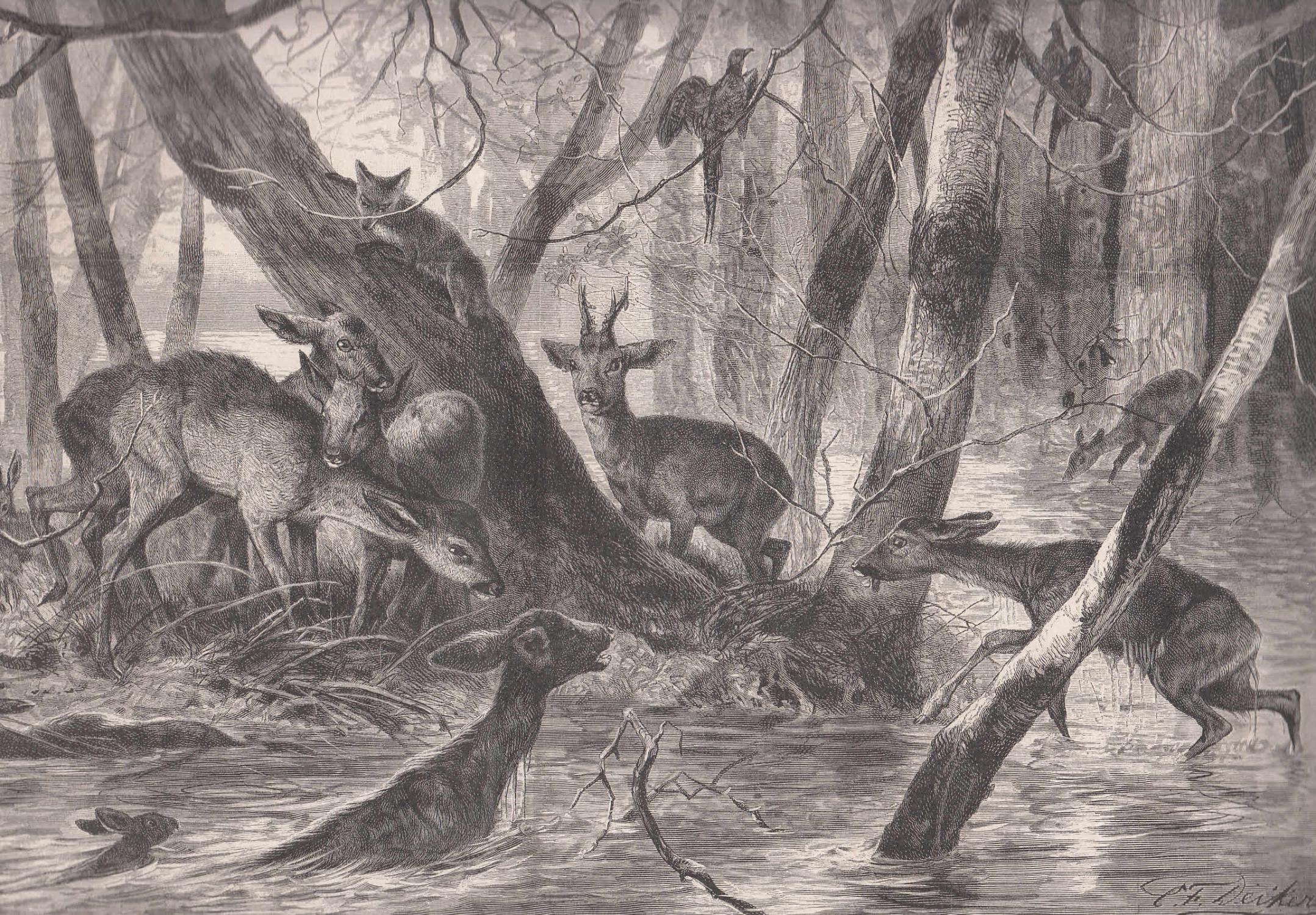 Ein Rettendes Stuck Land Rehe Fuchs Und Hase Retten Sich Vor Der Uberschwemmung Auf Eine Kleine Anhohe Im Wald By Tiere 1884 Antiquariat Hild