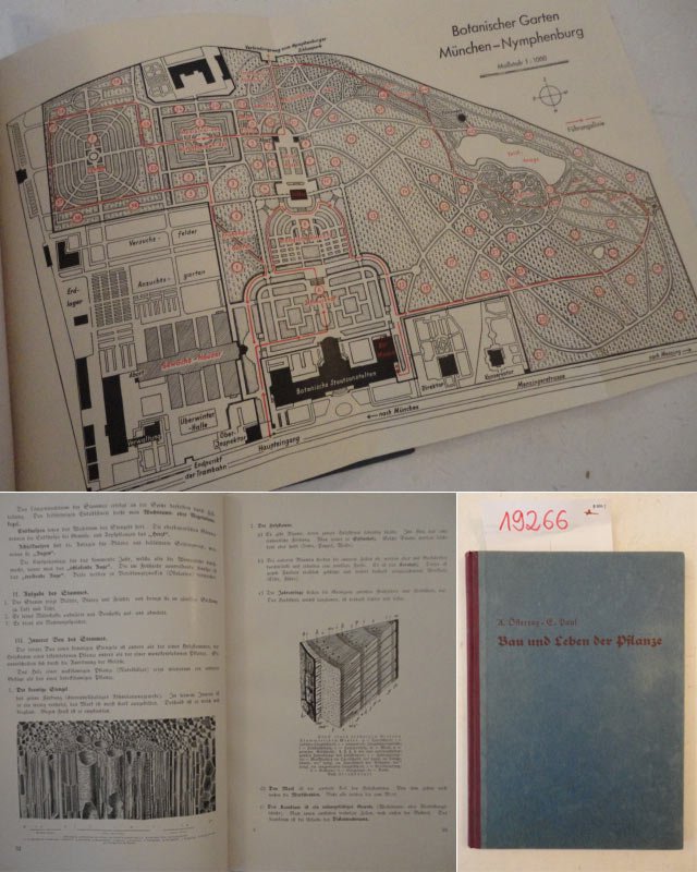 Bau und Leben der Pflanze als Werkstoff für die Hand des jungen