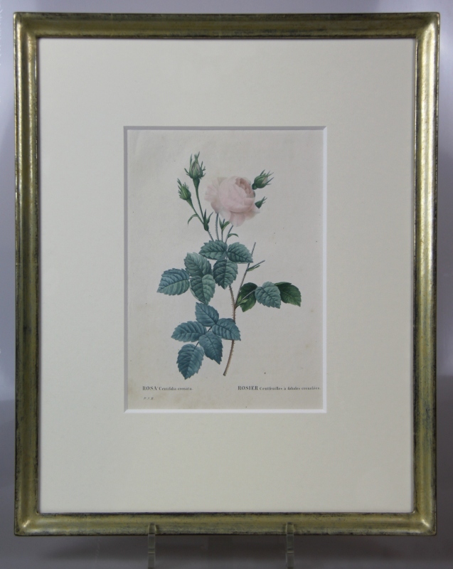 "Rosa Centifolia crenata Rosier Centfeuilles á folioles crenelées