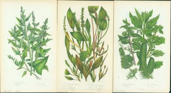 Fig Leaved Goosefoot, Long Leaved Pond Weed, & Common Hornwort. Loose Prints from Flowering Plants Of Great Britain. Pratt, Anne. [Good]