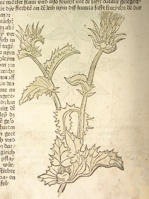 Gart der Gesundheit. (GWM 9751, H 8949) Cap. Ccccxxviii und ccccxxix