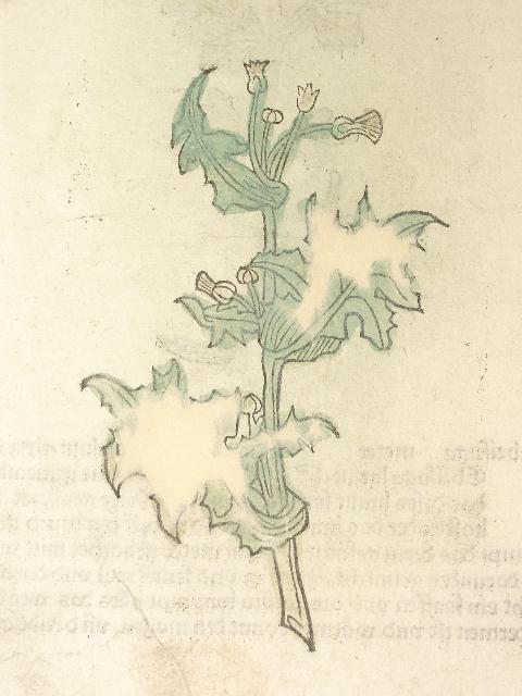 Gart der Gesundheit. (GWM 9751, H 8949) Cap. CLXXXVI Febrifuga meter