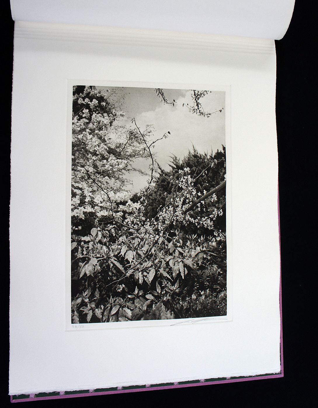 Lee Friedlander Cherry Blossom Time In Japan Special Limited Edition Lee Friedlander Cherry Blossom Time In Japan Special Limited Edition