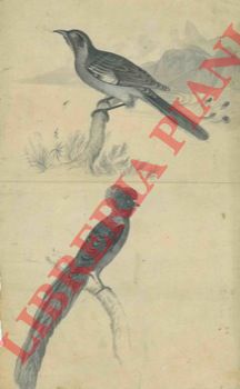 Abebooks Disegno originale
