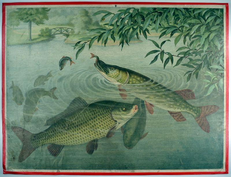 FISCHE. Zahlreiche Fische in einem Teich. Kunst / Grafik / Poster
