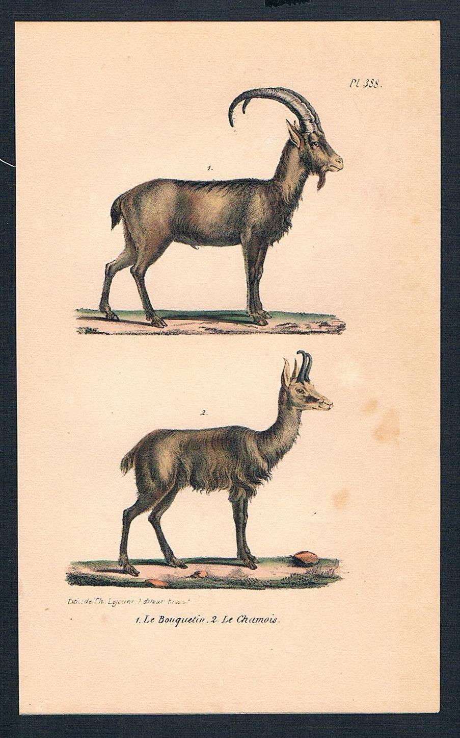 Gemse Gemsen Bouquetin Chamois Animal Original Lithographie Lithography 1840 Art Nbsp Nbsp Print Nbsp Nbsp Poster Antiquariat Steffen Volkel Gmbh