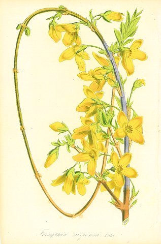 Forsythia Suspensa Vahl By Journal D Horticulture Pratique 1850 Art Nbsp Nbsp Print Nbsp Nbsp Poster Old Imprints Abaa Ilab