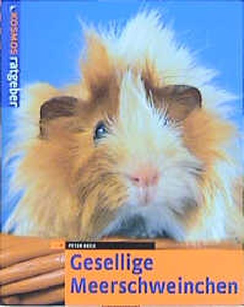 Gesellige Meerschweinchen - Beck, Peter