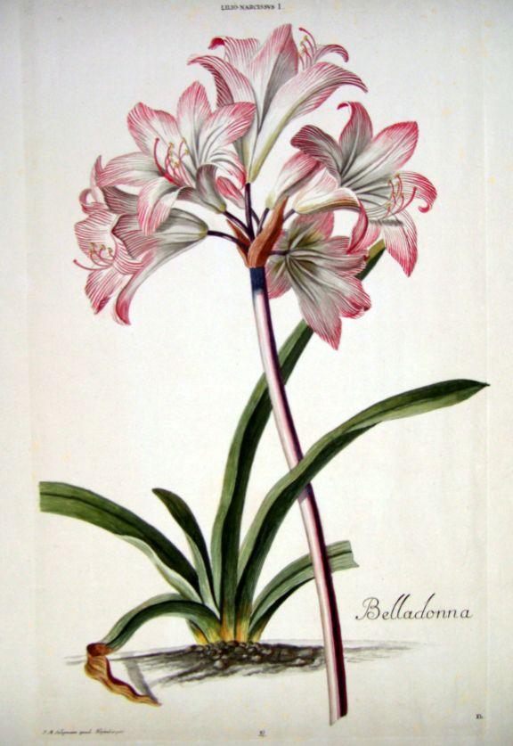 HORTUS NITIDISSIMIS . : Lilio - Narcissus I; Belladonna (print) by Trew ...