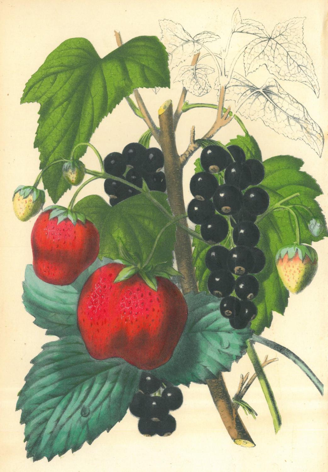 FRÜCHTE. Erdbeere. "Fraise Prince Impérial. Cassis Black naples