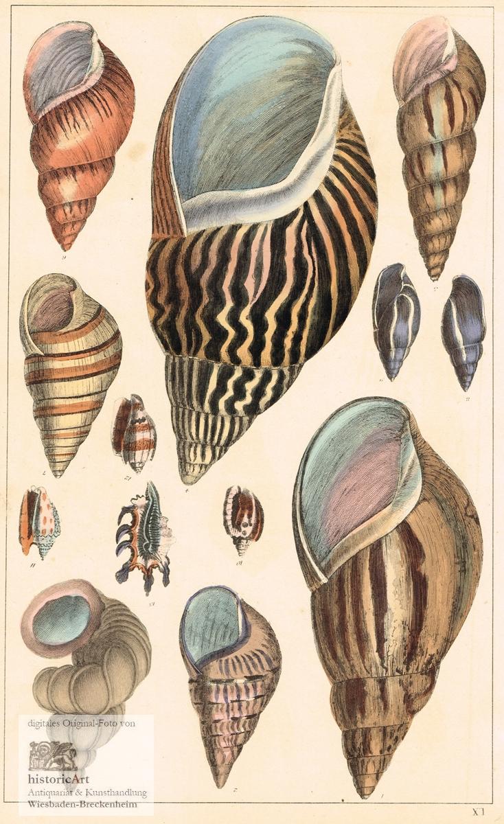 Gehause Von Meeresschnecken Altkolorierte Lithographie Um 1850 Von Anonymus 1850 1 Kunst Nbsp Nbsp Grafik Nbsp Nbsp Poster Historicart Antiquariat Kunsthandlung