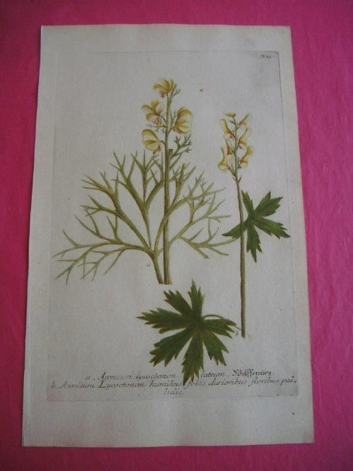 ORIGINAL COLOURED ENGRAVING - Aconitum bycoctonon - Plate No. 23 from Phytanthoza Iconographia Weinmann, Johann Wilhelm [Very Good]