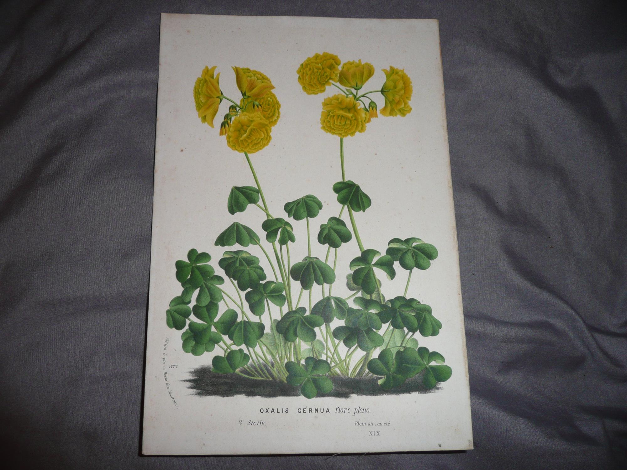 OXALIS CERNUA flore pleno, 1850, Van Houtte, Flore des serres et des ...