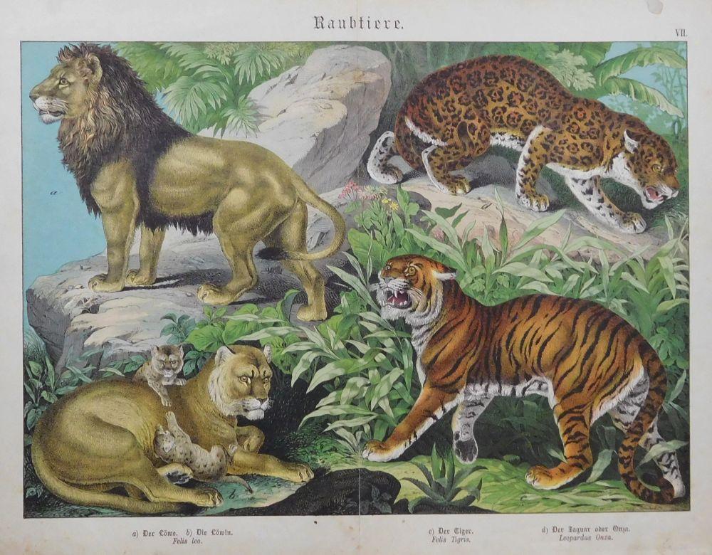 Raubkatze Raubtier Afrika Felis Leo M3 ORIGINAL-STICH von 1877: Löwe. 