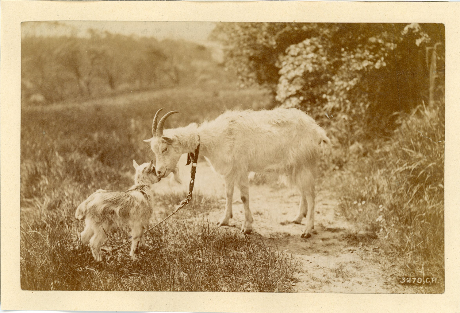 Une Chevre Et Son Bebe By Photographie Originale Original Photograph 10 Photograph Photovintagefrance Une Chevre Et Son Bebe By Photographie Originale Original Photograph 10 Photograph Photovintagefrance