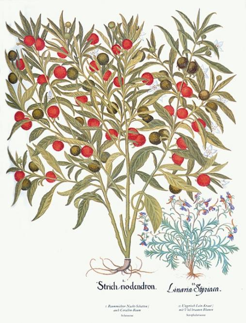 DER GARTEN von Eichstätt . Das große Herbarium des ...