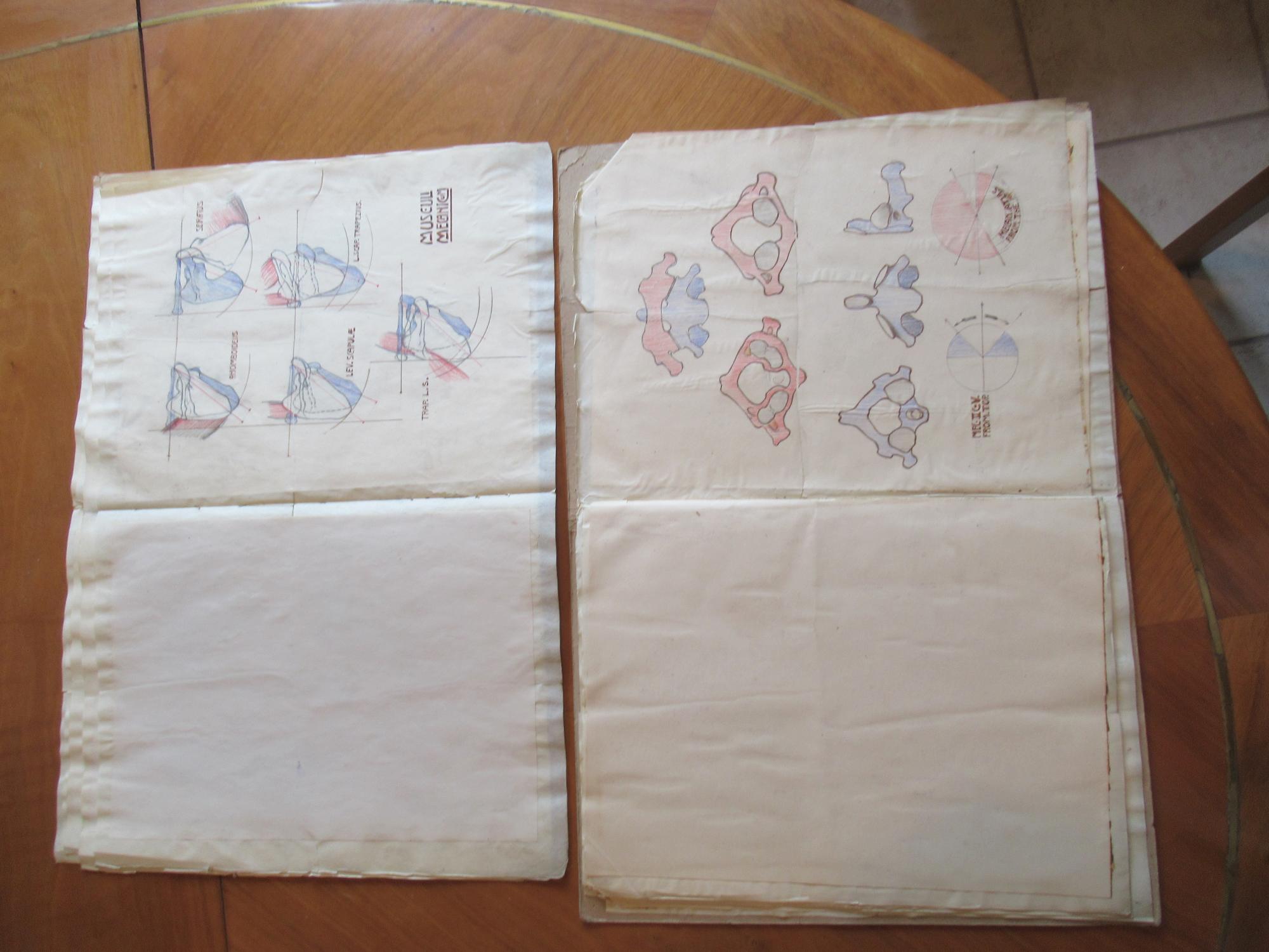 Plastische Anatomie Die Konstruktive Form Des Menschlichen Korpers Anatomy For Plastic Surgery With The Original Color And B W Drawings For The Book By Herman Sachs By Mollier S Inscribed By Herman Hermann