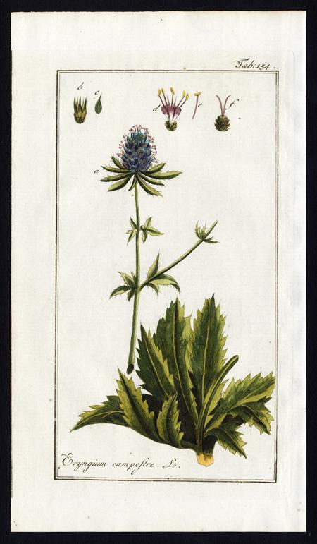 Antique Botanical Print-ERYNGIUM CAMPESTRE-FIELD ERYNGO-Zorn-1796: Art ...